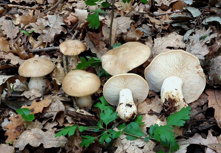 Calocybe gambosa!!!! (chiedo conferma)